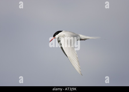 South American Tern im Flug nach Feuerland Stockfoto