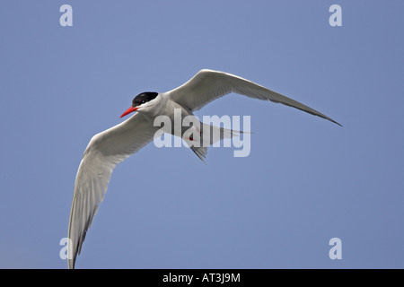 South American Tern im Flug nach Feuerland Stockfoto