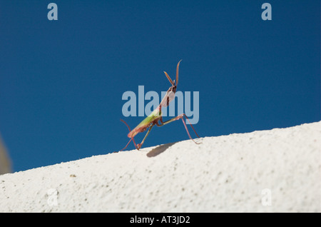Gottesanbeterin auf einer Villa Wand Gaucin Malaga Andalusien Spanien Stockfoto