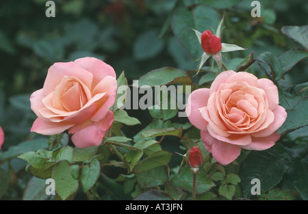 Nahaufnahme von rosa Rosen Stockfoto