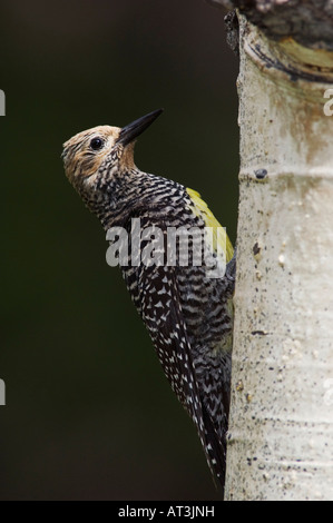 Williamsons im Sphyrapicus Thyroideus Erwachsenfrau bei Verschachtelung Hohlraum Rocky Mountain NP Colorado USA Stockfoto