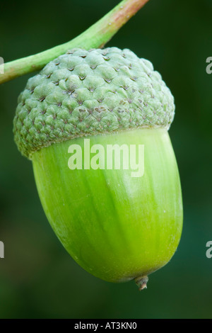 Eichel. Eiche, Quercus Stockfoto