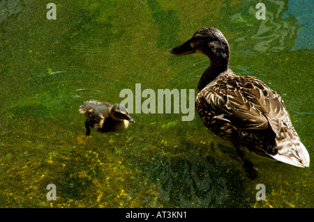 Stockente Mutter und Baby in der Themse London UK Stockfoto