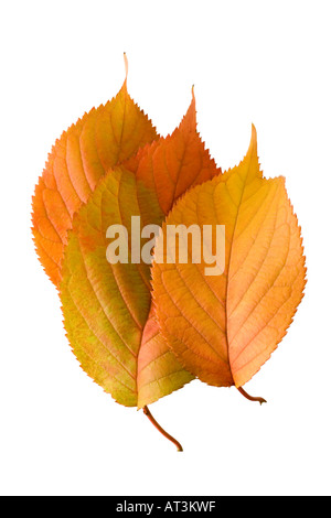 Ornamental (Blüte) Kirsche Blätter im Herbst. Prunus Stockfoto