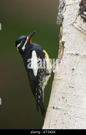 Williamsons im Sphyrapicus Thyroideus Männchen bei Verschachtelung Hohlraum Rocky Mountain NP Colorado Stockfoto