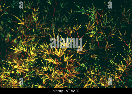 Acer Palmatum 'Muncaster' (japanischer Ahorn) Stockfoto