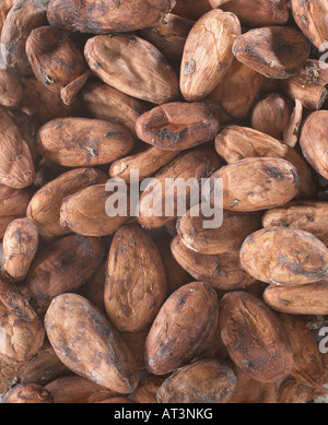 Kakaobohnen Nahaufnahme Detail Studio Stillleben Stockfoto