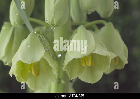 Fritillaria Persica 'Ivory Bells' (Fritillary) nahe Tropfen bis zwei Blumen mit Wasser am Blütenstand. Stockfoto