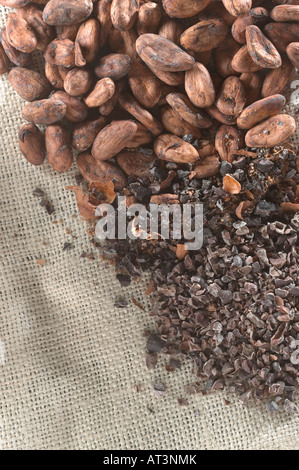 Kakaobohnen In verschiedenen Stadien der Verarbeitung Stockfoto