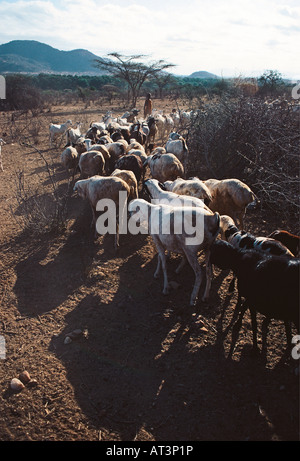 Langen morgendlichen Schatten als Jugendlicher Samburu oder kleiner Junge führt Ziegenherde aus Dorf Samburu National Reserve Kenya Stockfoto