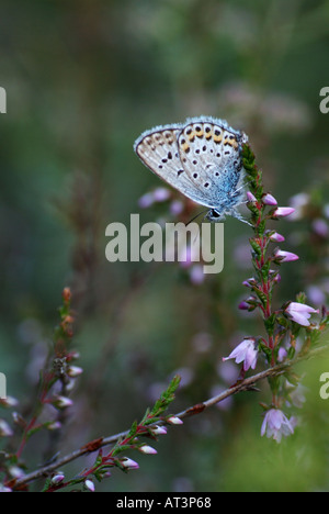 Idas blau (Plebejus Idas) ruht auf Heather. Stockfoto