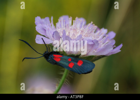 New Forest Burnet (Zygaena Viciae) ruht. Stockfoto