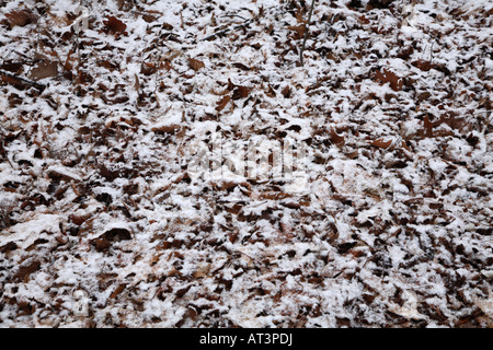 Masse von toten Blätter am Boden mit großen flauschigen Schneeflocken fleckige braune und weiße Collage geben. Stockfoto