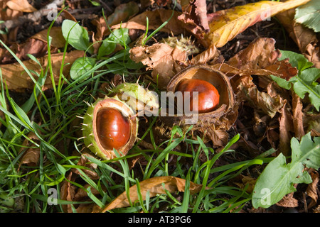 Zwei Kastanien Conkers in Schalen auf Boden umgeben von herbstlichen Blättern Stockfoto