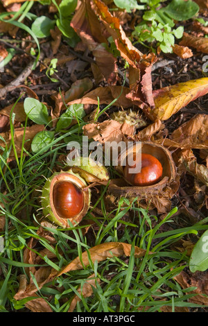 Zwei Kastanien (Conkers) in Schalen auf Boden umgeben von herbstlichen Blättern Stockfoto