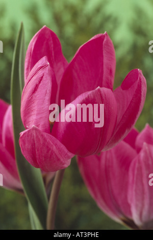 Tulipa Humilis Violacea Gruppe schwarzem Sockel. Abteilung 15 verschiedene Tulpe. Nahaufnahme von rosa lila Blüten. Stockfoto