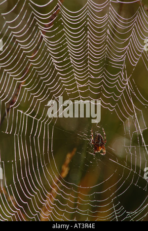 Europäische Kreuzspinne (Araneus Diadematus) Stockfoto