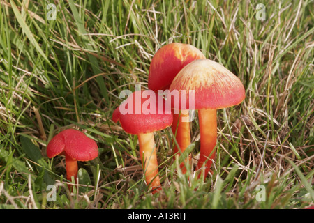 Scharlachrote Waxcap, Hygrocybe coccinea Stockfoto