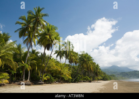 Costa Rica Uvita Parque Nacional Marino Bellena leeren idyllischen Palmenstrand mit Fransen Stockfoto