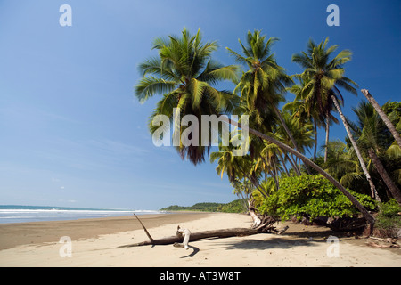 Costa Rica Uvita Parque Nacional Marino Bellena leeren idyllischen Palmenstrand mit Fransen Stockfoto