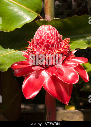 Costa Rica Osa Halbinsel Drake Flora Fackel Ingwer Blume Stockfoto