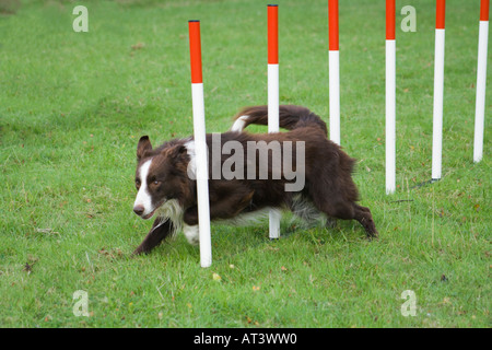 Red Border Collie Rennen durch die Weberei Pole der eine Hund Agility-Parcours Stockfoto