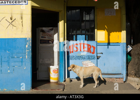 Costa Rica Orosi Dorf Hund angebunden außen kleine bunte Dorfladen Stockfoto