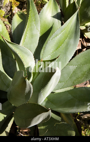 Costa Rica Cartago Lankester Botanical Gardens Agave Pflanze im Kaktusgarten Stockfoto