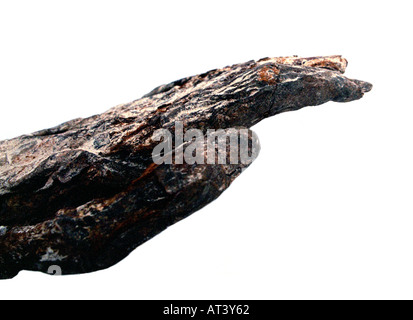 Hand der Mumie Ägypten, Nahaufnahme, detail, ausgeschnitten, weißer Hintergrund Stockfoto