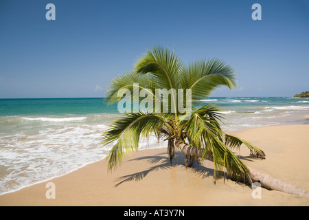 Costa Rica Karibik Küste Punta Uva einzige Palme am kleinen weichen Sandstrand umsäumt Palmenstrand Stockfoto