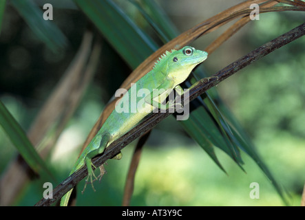 Grüner Baum Eidechse Bronchocoela Cristatella Sarawak Borneo Stockfoto