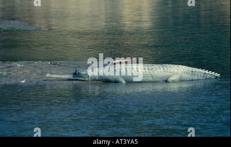 Gharial Gavialis Gangeticus Indien Stockfoto