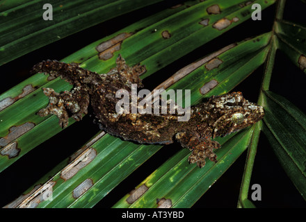 Kuhl s Gecko Ptychozoon Kuhli Sabah Borneo Stockfoto