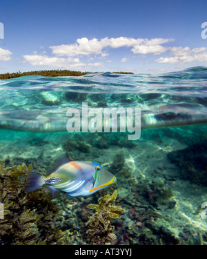 SAMOA Gefühl Symbol halb und halb unter Wasser Unterwasser Fisch Insel Oberfläche Wasserlinie Linie Meerwasser Samoa Montage träumen Stockfoto