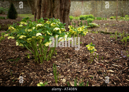 Blass gelb Christrosen (Helleborus orientalis) in der Blüte im Garten im späten Winter/Frühjahr in Sussex, England, Großbritannien Stockfoto