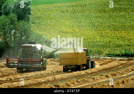 Erntezeit auf einem Weizenfeld Stockfoto