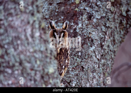 Lange eared Eule Asio Otus Schlafplatz während Tag Schottland Stockfoto