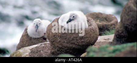 Schwarzbrauenalbatros, Diomedea melanophris, Diomedeidae. Falklandinseln. Stockfoto