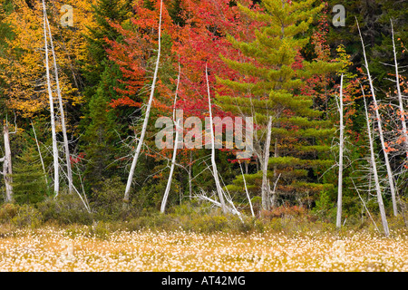 Wollgras in einem Sumpf am Ufer des Seboeis Sees in der Nähe von Millinocket, Maine. Stockfoto