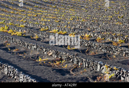 Reben wachsen in Vulkanasche in La Geria auf Lanzarote auf den Kanarischen Inseln. Stockfoto