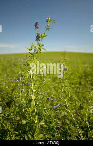 Bereich der Luzerne mit Stiel und Blüte Stockfoto