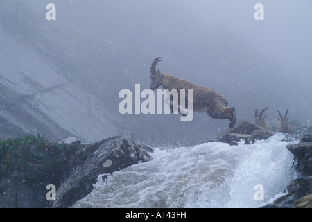 männliche Stainbok ist den Bach springen Stockfoto