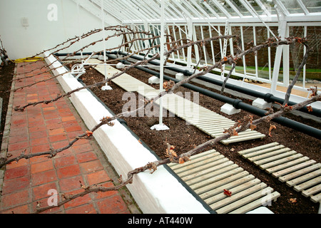 Gewächshaus-Wartung. Pflanzen gebunden von Wand zu Wand gemalt werden können. Stockfoto