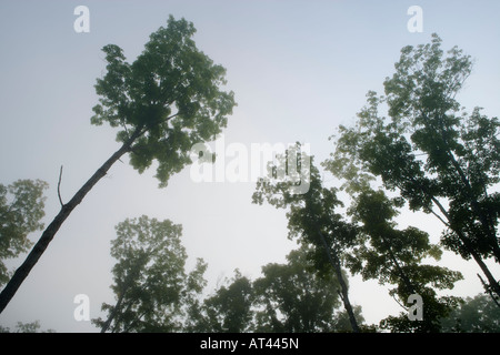 Zucker-Ahorn im Nebel in Clarksville, New Hampshire. Ende des Sommers.  Washburn-Eigenschaft. Stockfoto