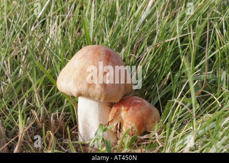 Wiese Waxcap, Hygrocybe pratensis Stockfoto