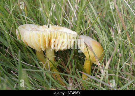 Papagei Waxcap, Hygrocybe psittacina Stockfoto