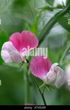 Platterbse man Painted Lady Sweet Pea Stockfoto