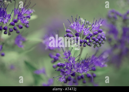 Caryopteris X clandonensis Worcester Gold Stockfoto