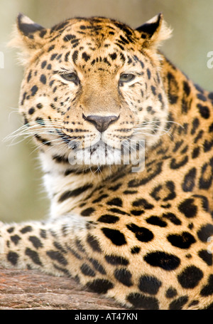 Amur-Leopard, Panthera Pardus Orientalis, portrait Stockfoto