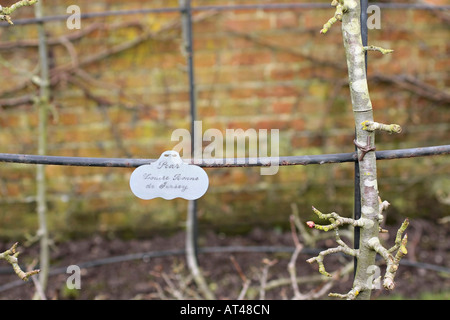 Gartenpflanze Label für Louise Bonne Jersey Birnbaum Stockfoto